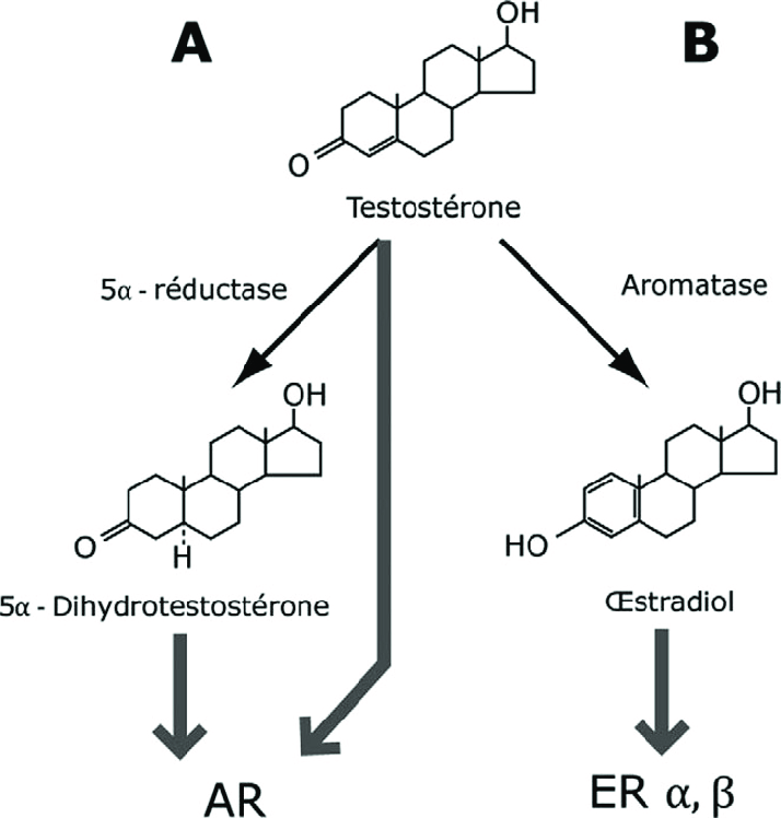 Mécanismes d'action de la testostérone dans le circuit neuronal impliqué dans l'expression du comportement sexuel mâle. A. La testostérone peut agir directement ou indirectement via son métabolite, la 5-α-dihydrotestostérone, après conversion par la 5-α-réductase. B. La testostérone peut être également métabolisée in situ en estradiol par le cytochrome P450 aromatase. Testostérone et 5-α-dihydrotestostérone activent le récepteur des androgènes (AR), alors que l'estradiol stimule les récepteurs des estrogènes ERα et ERβ. Ces trois récepteurs activent ou répriment la transcription de gènes cibles